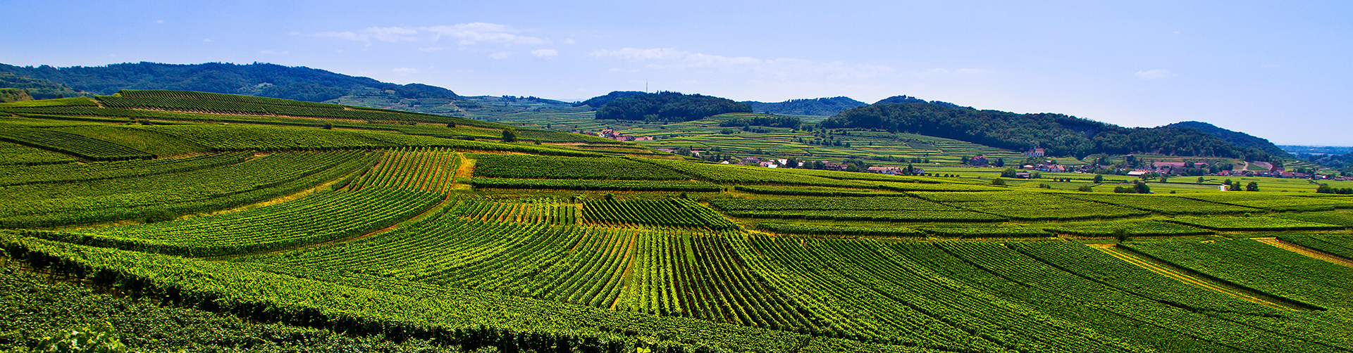 Blick über Hügellandschaft mit Weinrebenfeldern