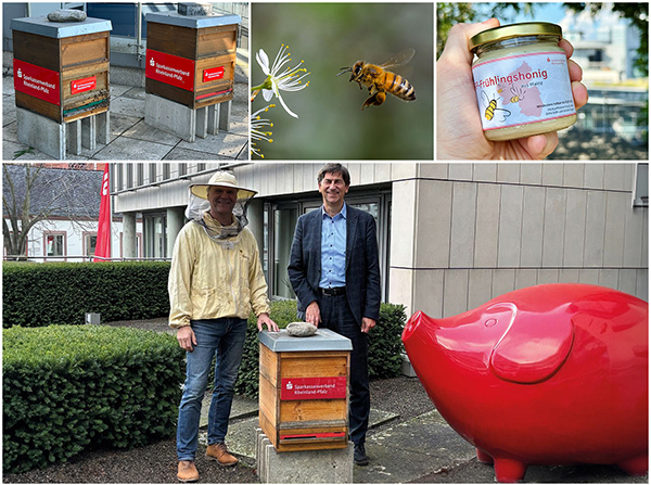Collage mit Bildern von Bienenkästen auf dem Dach des SVRP, einer Biene vor einer Blüte, einem Glas Honig, dem Mainzer Stadtbienen-Imker und SVRP-Geschäftsführer Herrn Roman Frank